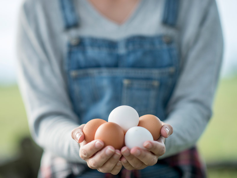 person holding eggs